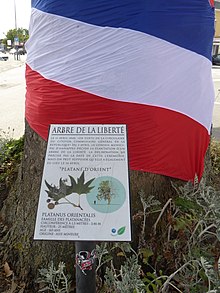 The Annappes Tree of Liberty (Platane d'Orient). Villeneuve d'Ascq.- Arbre de la Liberte d'Annappes Ete2017 (5).jpg