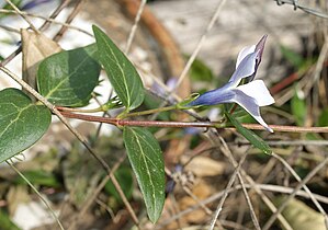 Vinca difformis