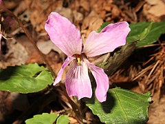 花は淡紅色から淡紅紫色で、花弁は波打ち、この個体の側弁の基部はわずかに有毛。