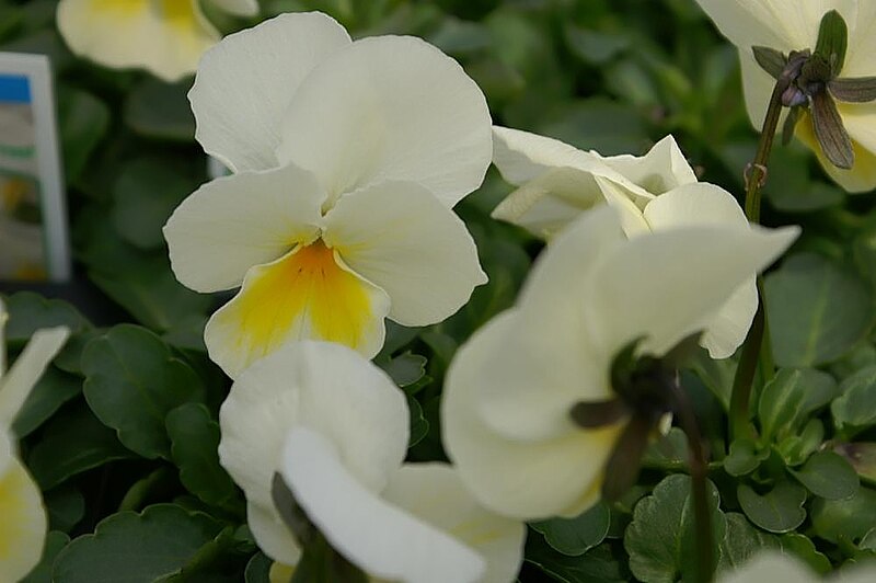 File:Viola tricolor Penny Yellow Frost 2zz.jpg