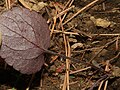 2022年4月27日 (水) 14:49時点における版のサムネイル