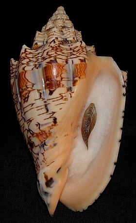 Vista inferior de uma concha do molusco Volutidae V. ebraea; mostrando seu opérculo.