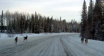 The two biggest dangers in Alberta are the weather and the wildlife.  Other people aren't much of a problem. Pictured are white tailed deer running along an icy road in rural Alberta.