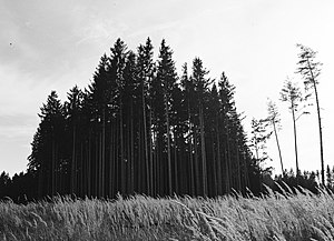 Forest on the Emmeringer Leite