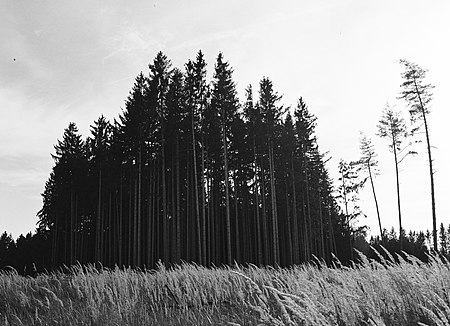 Waldstück an der Emmeringer Leite, Kreis Fürstenfeldbruck, Bayern