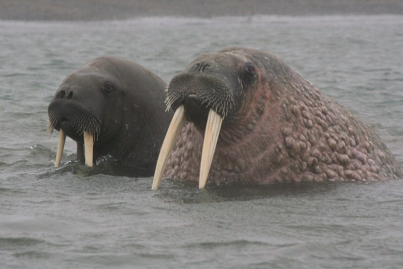 File:Walrus in the Mist.jpg