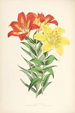 Walter Hood Fitch, Illustration of Lilium × elegans (1880).jpg