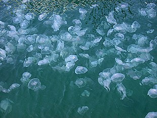 Water-jellyfish.jpg