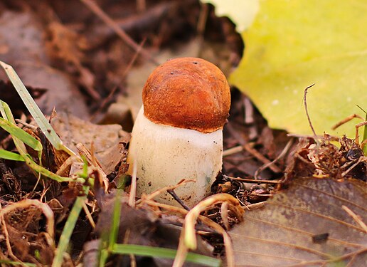 Weißstielige Rotkappe (Leccinum leucopodium). 2H1A0513WI