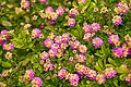 West Indian Lantana (Lantana camara).