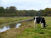 Westerborkerstroom ten noorden van Westerbork