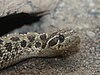 Western Hognose Snake oleh Trisha.jpg