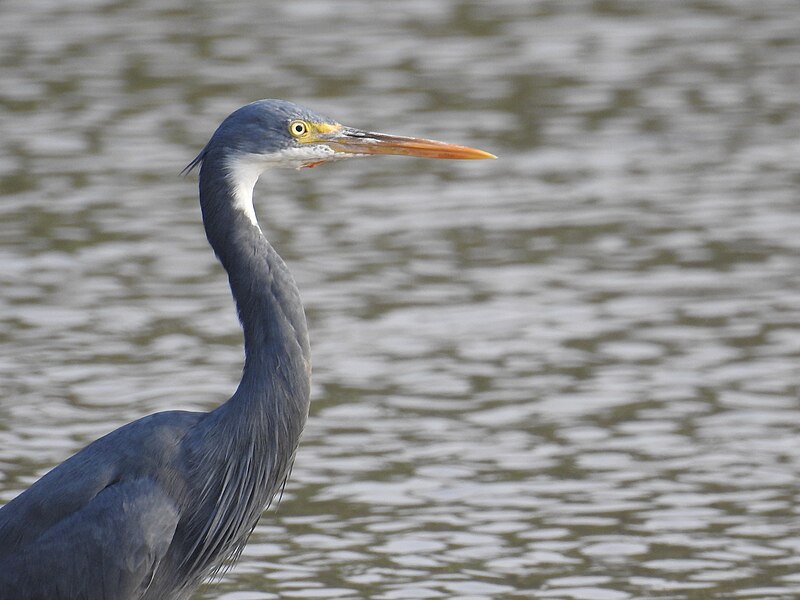 File:Western reef egret-kannur kattampally - 5.jpg