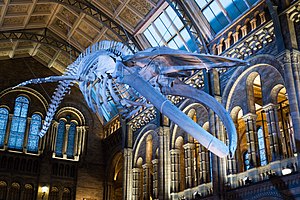 Ceilings Of The Natural History Museum, London