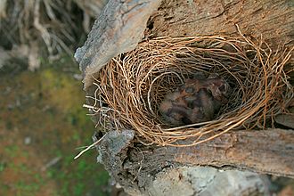 Altricial chicks of a white-breasted woodswallow White-breasted Woodswallow chicks in nest.jpg