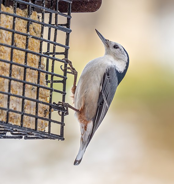 File:White-breasted nuthatch (31195).jpg