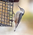 Image 15White-breasted nuthatch on a suet feeder in Green-Wood Cemetery