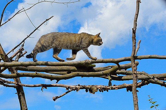 Wildcat on the move