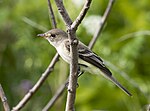 Thumbnail for File:Willow Flycatcher (27572683346).jpg