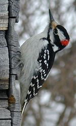 Thumbnail for File:Woodpecker.jpg