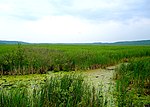 Vignette pour Réserve nationale de faune du Marais-Wye