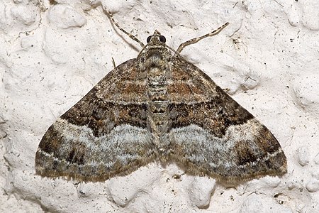 Xanthorhoe_biriviata