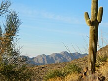 Xeric plant communities in Hualapai Mountains Xeric plant communities in Hualapai Mountain foothills.jpg