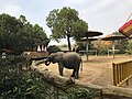 Yancheng Wild Animal World Elephant.jpg