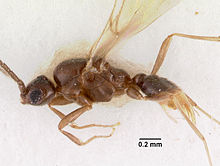 Yavnella indica casent0102374 профиль 1.jpg