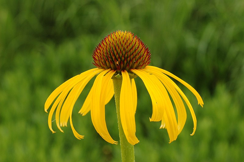 File:Yellow Coneflower Echinacea paradoxa Horizontal 3008px.jpg