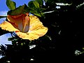 Yellow Hibiscus 5.jpg