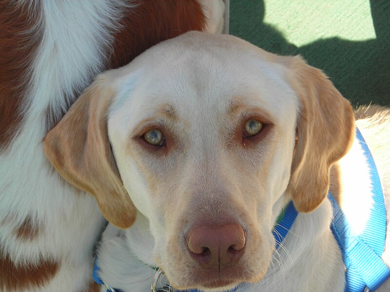 File:Yellow Lab.JPG