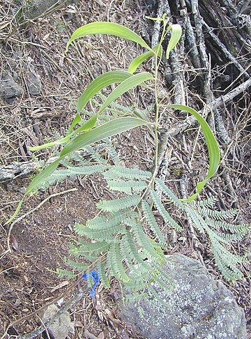 Acacia koa