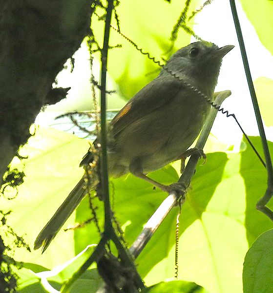 File:YunnanFulvetta.jpg