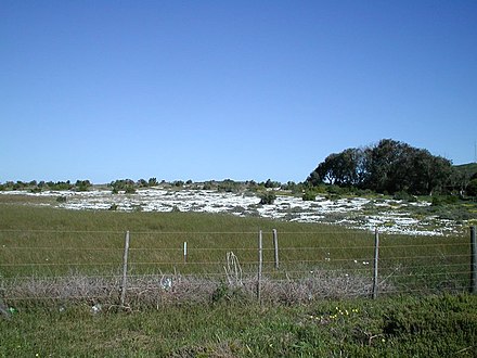 A field covered in a blanket of wild flowers.