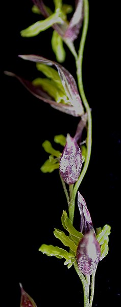 File:Zizania palustris 15-p.bot-ziza.palus-4.jpg