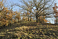 Čeština: Přírodní památka Zlatnice - bezlesí English: Natural Monument Zlatnice - forest-free area