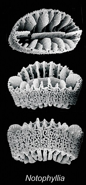 Beskrivelse av ZooKeys - Notophyllia recta.jpeg-bilde.