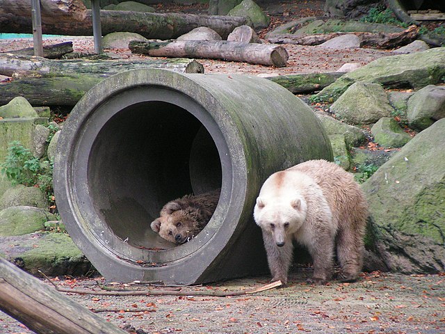 L'ours dans les noms de plantes