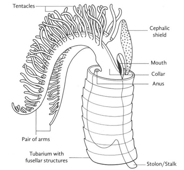 A hypothetical graptolite zooid inside its theca, reconstructed based on living pterobranchs