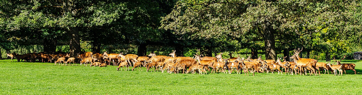 Red deer herd in the Südliche Weinstraße Wildlife Park