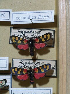 <i>Zygaena cocandica</i> Species of moth