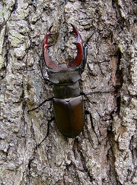 File:'Lucanus cervus'.JPG