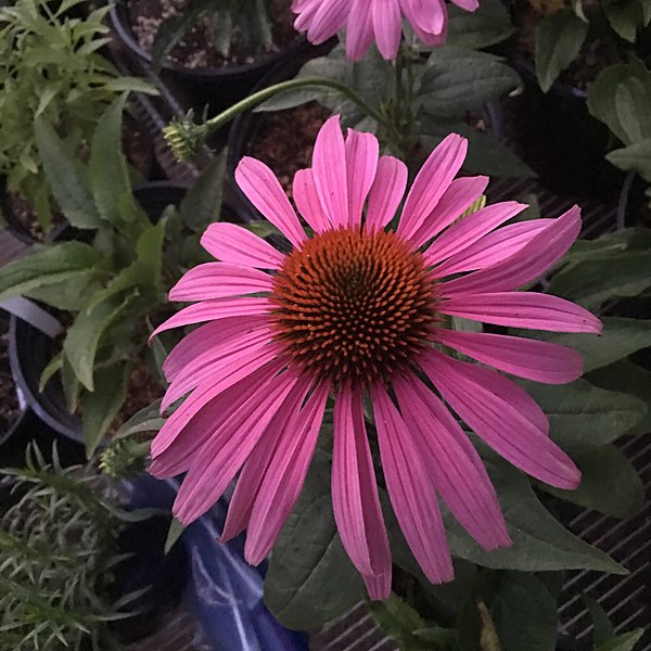 File:'Prairie Splendor' echinacea IMG 7733.jpg