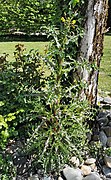 Sonchus asper (prickly sow-thistle) - Plant habit