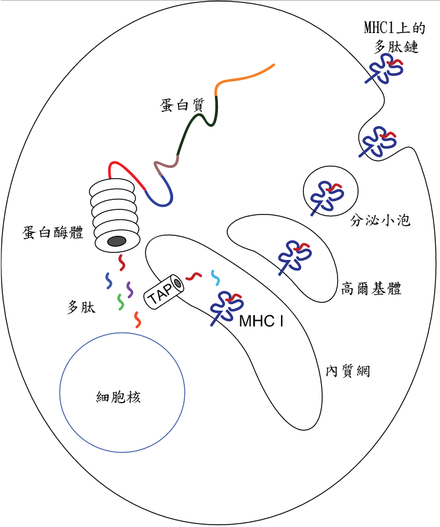 吞噬细胞 Wikiwand