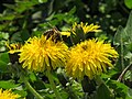 * Nomination: Bee at the dandellion flower in Park of Culture and rest. Kokand, Fergana Region, Uzbekistan. --Красный 07:12, 1 June 2024 (UTC) * * Review needed
