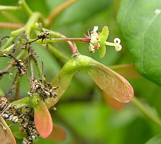 <i>Acer tutcheri</i> Species of maple