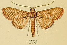 173-Glyphodes multilinealis Kenrick ، ​​1907. JPG