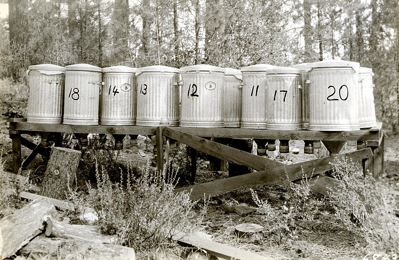 File:1930. Insect cages used to collection slash insects in ponderosa pine slash relations study. Klamath Falls, Oregon. (34229210893).jpg